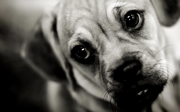 9 Dinge über Hunde, die Sie vielleicht nicht kennen, Hund, interessant