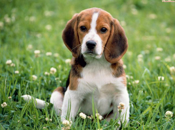 9 Dinge über Hunde, die Sie vielleicht nicht kennen, Hund, interessant