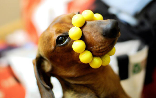 9 Dinge über Hunde, die Sie vielleicht nicht kennen, Hund, interessant