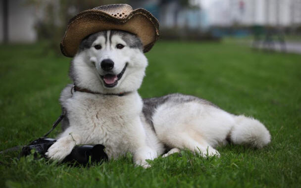 9 Dinge über Hunde, die Sie vielleicht nicht kennen, Hund, interessant