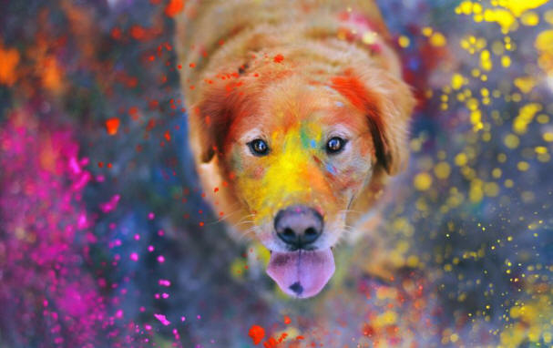 9 Dinge über Hunde, die Sie vielleicht nicht kennen, Hund, interessant