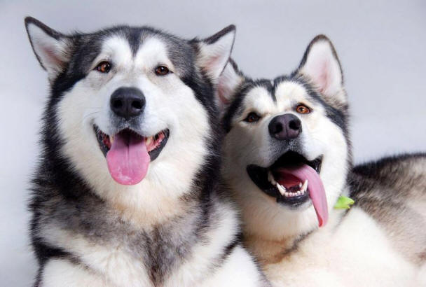 9 Dinge über Hunde, die Sie vielleicht nicht kennen, Hund, interessant