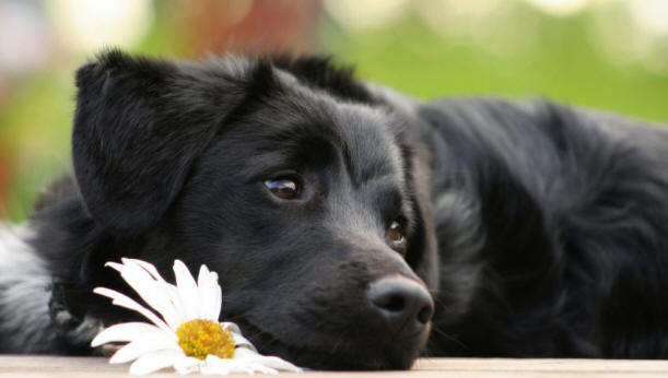 9 Dinge über Hunde, die Sie vielleicht nicht kennen, Hund, interessant