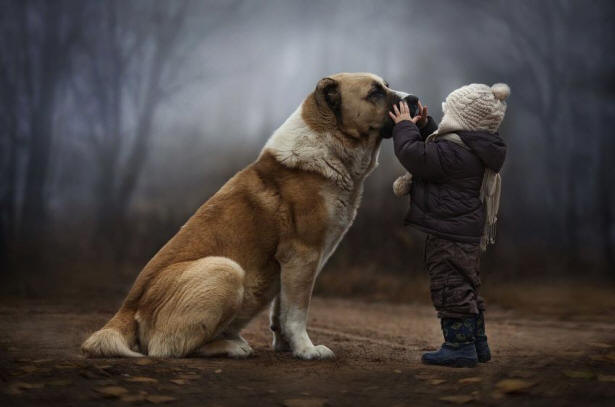 9 Dinge über Hunde, die Sie vielleicht nicht kennen, Hund, interessant