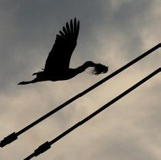 Storch und Biber ließen 3000 Menschen ohne Licht