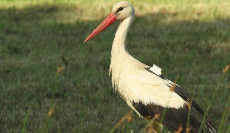 Der Storch brachte polnischen Wissenschaftlern eine riesige Rechnung für mobile Dienste