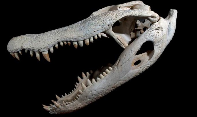 Die Amerikaner haben die Überreste eines riesigen Krokodils gefunden