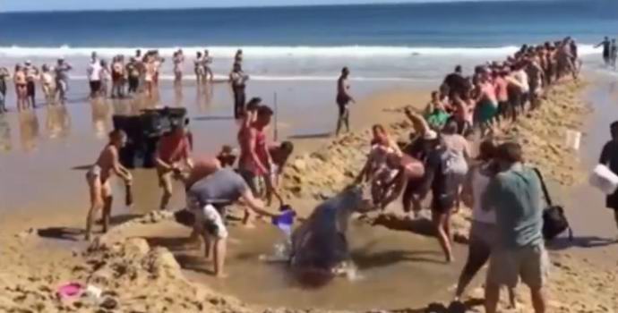 Die Amerikaner haben den Hai gerettet und einen Graben am Strand gezogen