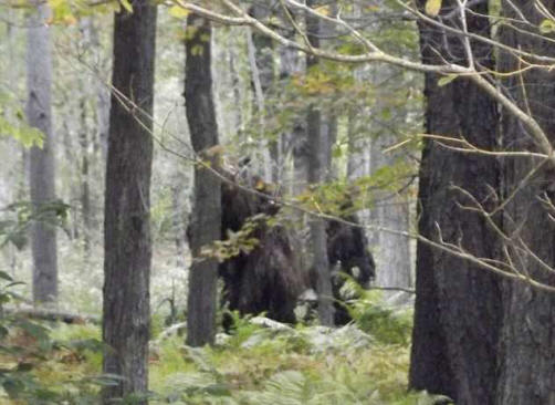 Der Amerikaner hat im Wald von riesigen pelzigen Kreaturen gefilmt