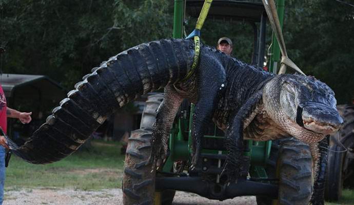 Ein Amerikaner hat einen Alligator erschossen, der ... Kühe von ihm gezogen hat