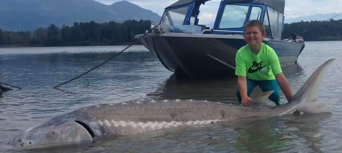 Amerikanischer Junge hat einen riesigen Beluga gefangen