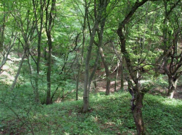 Hoya Bachu Anomalous Forest in Rumänien