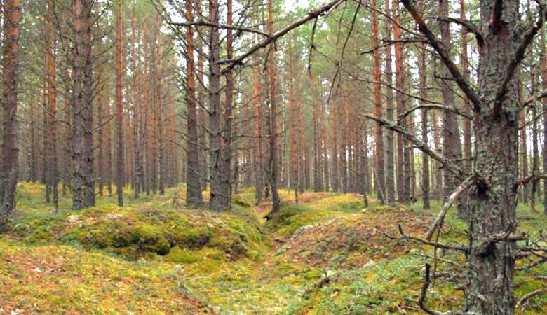 Ein ungewöhnlicher Ort mitten im Wald wurde von Pilzsammlern in der Region Samara getroffen.