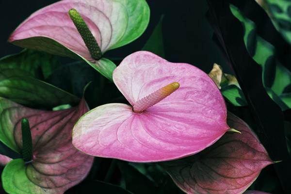 Anthurium Omen 