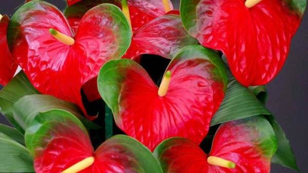 männliche Blume Anthurium Omen 