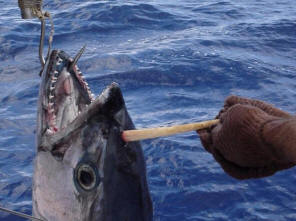 Aussie hat gehörnten Thunfisch gefangen