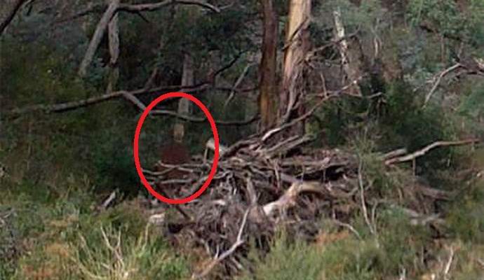 Der Australier hat einen Geist im Wald fotografiert