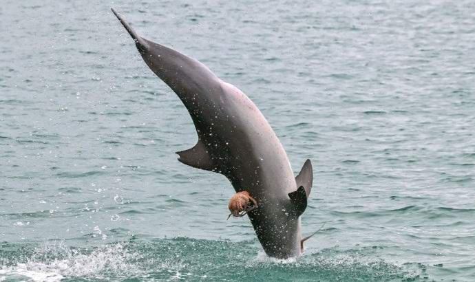 Australian Octopus reitet einen Delphin