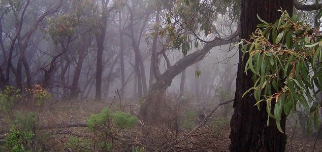 Der australische Reisende hat ein Bild von einem Geist im Wald gemacht