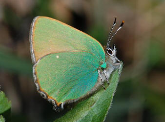 callophrys_rubi_001