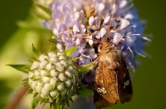 Vampirschmetterling oder Schaufel