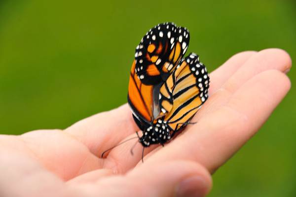 Der Schmetterling saß auf der Hand 