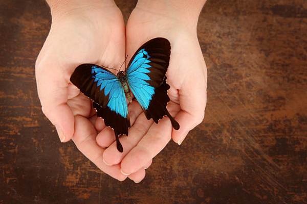 Ein Schmetterling sitzt auf einer Person 
