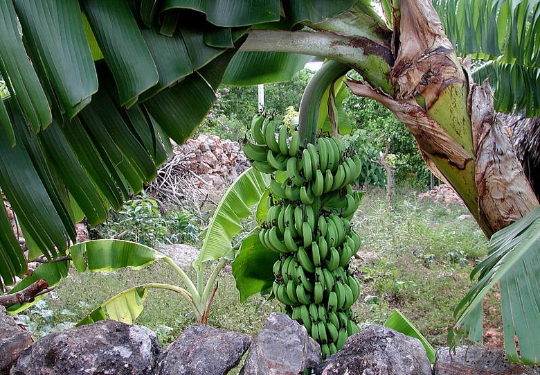 Bananen: Wo sind sie hingegangen und wie haben sie die Welt erobert?