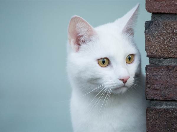 weiße Katzen Omen 