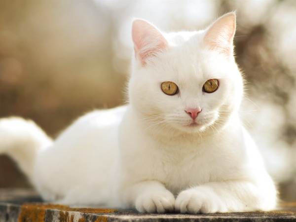 Eine weiße Katze überquerte die Straße 
