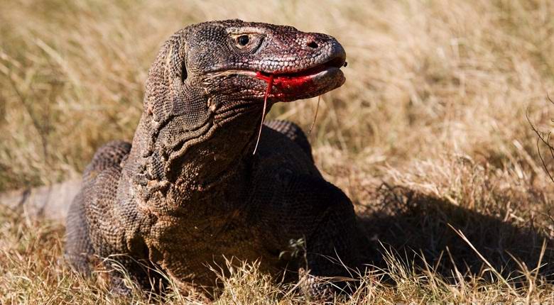 Belgischer Tourist von einem riesigen Pangolin verschlungen