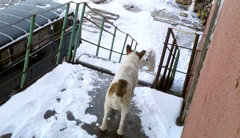 Der Eisbär wanderte in den Eingang des Hauses des russischen Dorfes