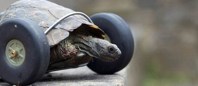 Radlose Schildkröte mit Rädern ausgestattet