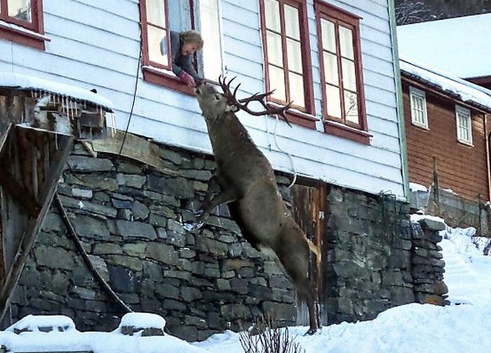 Der dankbare wilde Hirsch