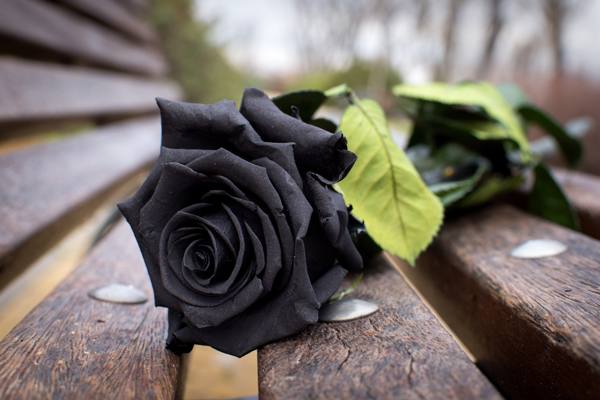 Geschenk schwarze Rose 