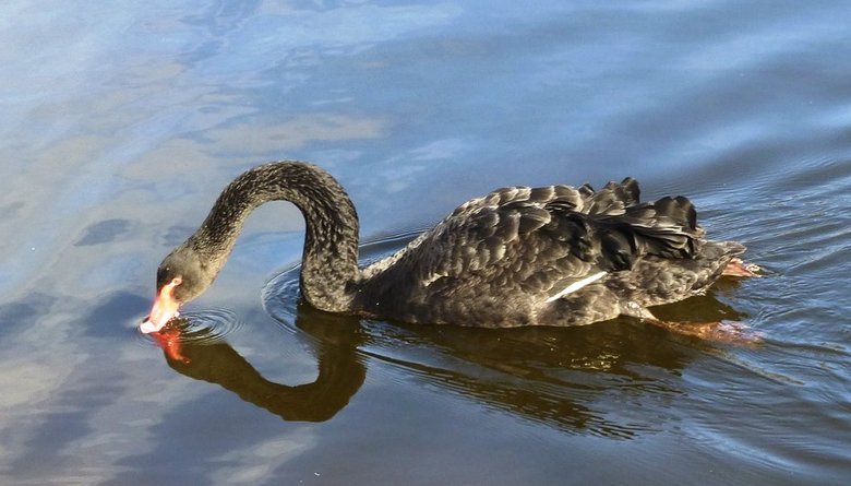 Der schwarze Schwan, der die Grenzen seines Besitzes schützte, hat den Hund angegriffen