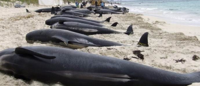 Vier Dutzend Wale sind an Land gesprungen, Chile