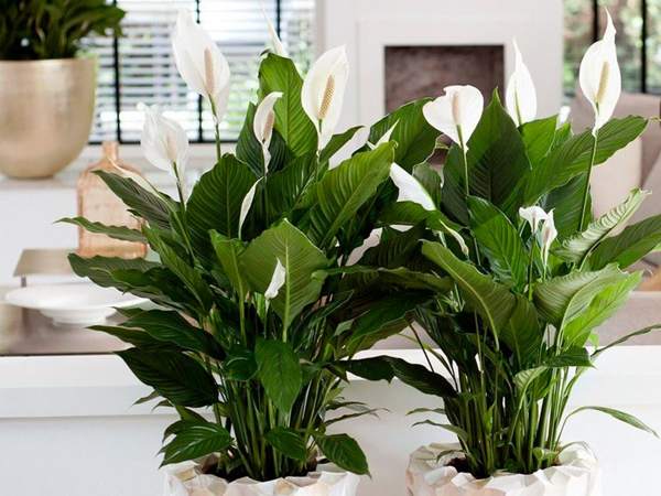 Spathiphyllum Omen und Aberglauben 