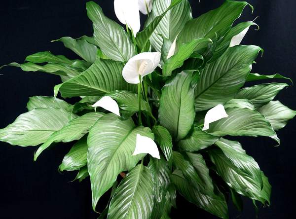 Spathiphyllum weibliche Glückszeichen 