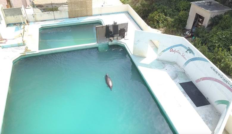 Delfine, Pinguine und andere Tiere überleben monatelang in einem verlassenen Aquarium