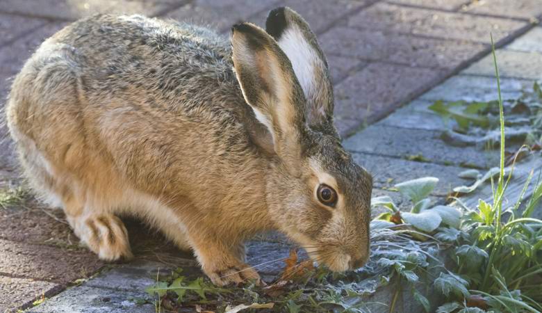 Wilde Tiere in den Vereinigten Staaten verhalten sich seltsam