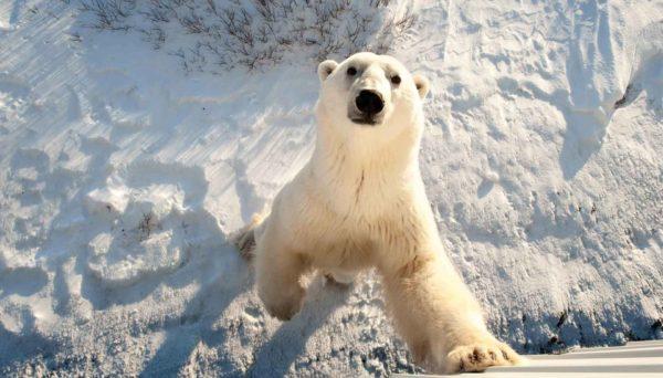 Wildbär greift an  