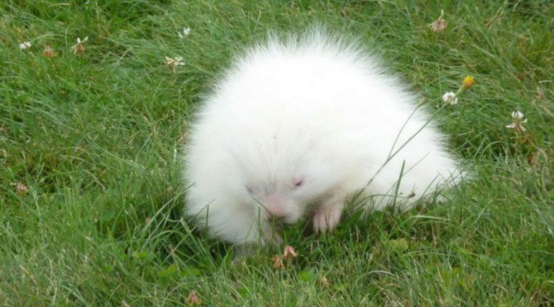 Albino Stachelschwein verwirrt Museumsarbeiter