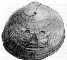 Prähistorische Artefakte: Münze aus Illinois, Bild eines Muschelgesichtes, England (1881)