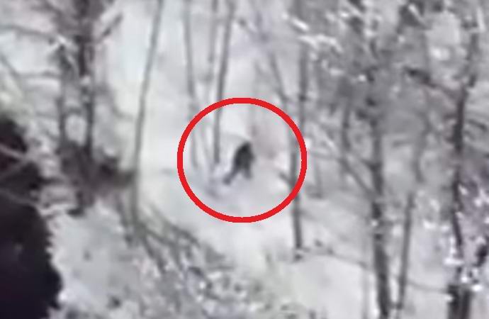 Die Drohne hat einen Bigfoot im Wald von Oregon fotografiert