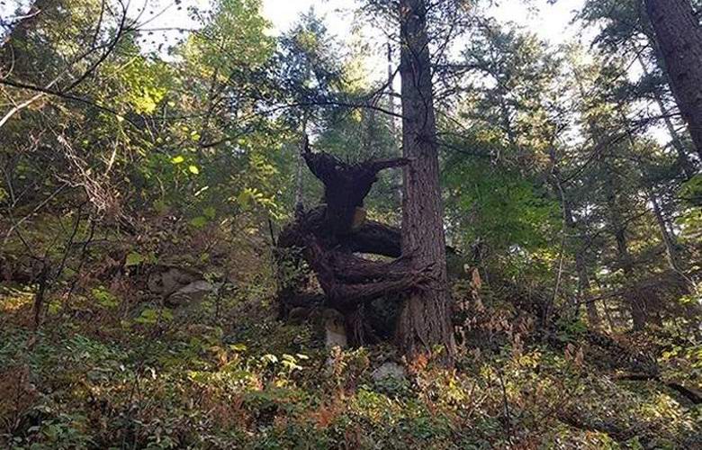 Ein Foto eines schrecklichen Goblins verwirrte Webbenutzer