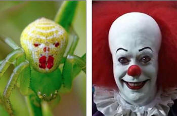 Der Fotograf fand eine Spinne, die einem Clown auffallend ähnlich ist.