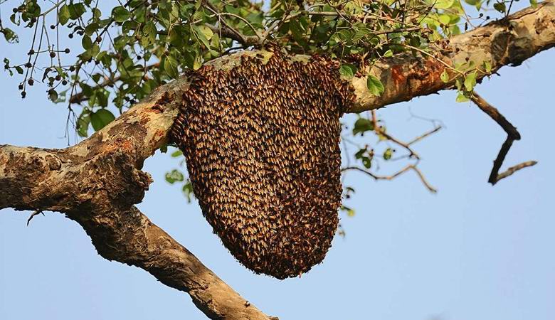 Riesenbienen erschaffen