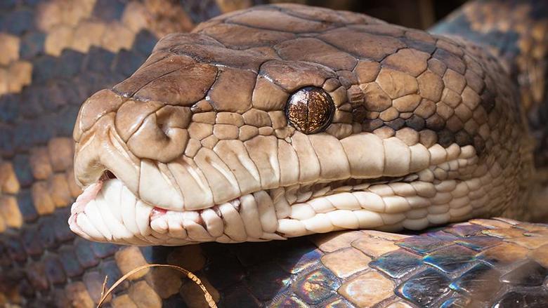 Die Riesenpython hat die ganze indonesische Hausfrau verschluckt