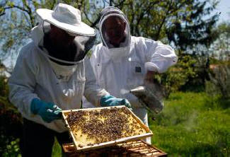 Die weltweite Nahrungsmittelknappheit kann auf einen Rückgang der Bienenpopulation zurückzuführen sein.